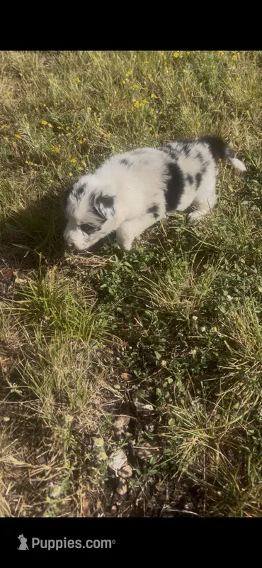 Sally – Border Collie puppy for sale in Mountain Home, TX