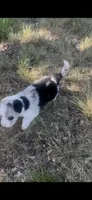 Sally, a female Border Collie for sale in Mountain Home, TX – 2 of 10