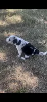 Sally, a female Border Collie for sale in Mountain Home, TX – 10 of 10