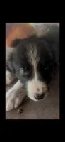 Jack, a male Border Collie for sale in Mountain Home, TX – 3 of 3