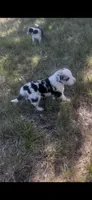 Jill, a female Border Collie for sale in Mountain Home, TX – 5 of 9