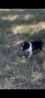 Buster, a male Border Collie for sale in Mountain Home, TX – 8 of 9