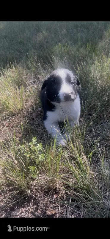 Buster – Border Collie puppy for sale in Mountain Home, TX