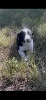 Buster, a male Border Collie for sale in Mountain Home, TX – 5 of 9