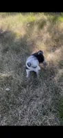 Sally, a female Border Collie for sale in Mountain Home, TX – 4 of 10