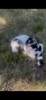 Jill, a female Border Collie for sale in Mountain Home, TX – 8 of 9