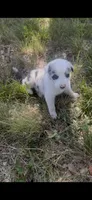 Julie, a female Border Collie for sale in Mountain Home, TX – 8 of 8