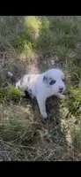 Julie, a female Border Collie for sale in Mountain Home, TX – 2 of 8