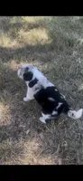 Sally, a female Border Collie for sale in Mountain Home, TX – 7 of 10