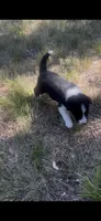 Buster, a male Border Collie for sale in Mountain Home, TX – 6 of 9