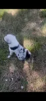 Julie, a female Border Collie for sale in Mountain Home, TX – 6 of 8