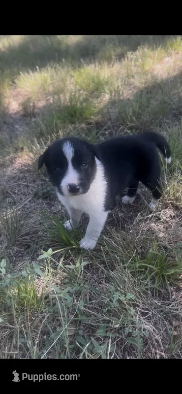 Buster – Border Collie puppy for sale in Mountain Home, TX