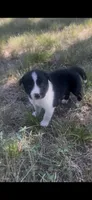 Buster, a male Border Collie for sale in Mountain Home, TX – 1 of 9