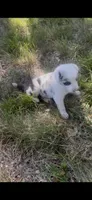 Julie, a female Border Collie for sale in Mountain Home, TX – 7 of 8