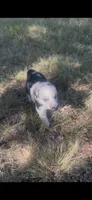 Sally, a female Border Collie for sale in Mountain Home, TX – 8 of 10