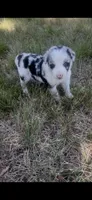 Jill, a female Border Collie for sale in Mountain Home, TX – 6 of 9