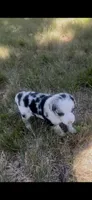Jill, a female Border Collie for sale in Mountain Home, TX – 2 of 9