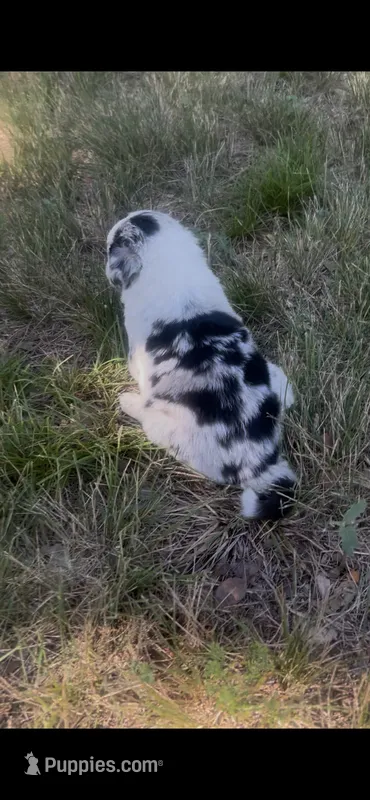 Jill – Border Collie puppy for sale in Mountain Home, TX
