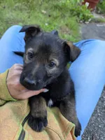 Sable female , a female German Shepherd Dog for sale in North Dartmouth, MA – 2 of 5