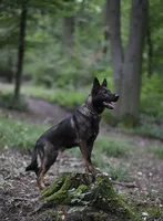 Sable female , a female German Shepherd Dog for sale in North Dartmouth, MA – 5 of 5