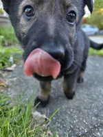 Sable female , a female German Shepherd Dog for sale in North Dartmouth, MA – 3 of 5