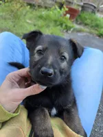 Sable female , a female German Shepherd Dog for sale in North Dartmouth, MA – 1 of 5