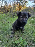 Sable female , a female German Shepherd Dog for sale in North Dartmouth, MA – 4 of 5