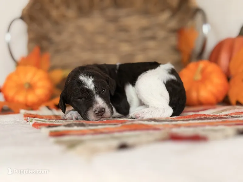 ‘HOAX’ - AKC STANDARD POODLE – Poodle - Standard  puppy for sale in Atlanta, GA