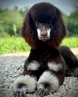 ‘HOAX’ - AKC STANDARD POODLE, a male Poodle - Standard  for sale in Atlanta, GA – 8 of 9