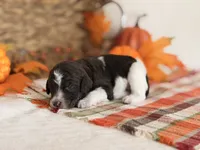 ‘HOAX’ - AKC STANDARD POODLE, a male Poodle - Standard  for sale in Atlanta, GA – 3 of 9