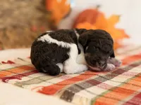 ‘CAROUSEL’ - AKC STANDARD POODLE, a male Poodle - Standard  for sale in Atlanta, GA – 4 of 6