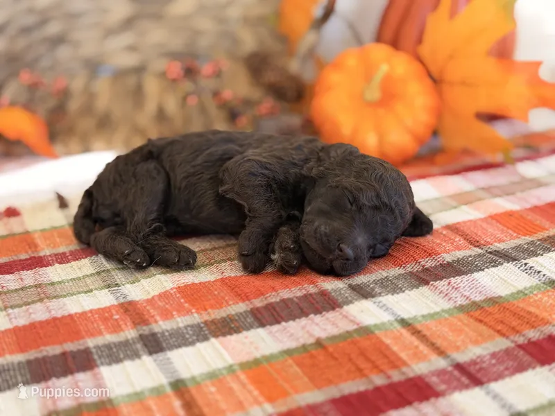 ‘JESTER’ - AKC STANDARD POODLE – Poodle - Standard  puppy for sale in Atlanta, GA
