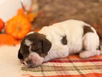 ‘LOVE-A-LOT’ - AKC STANDARD POODLE, a female Poodle - Standard  for sale in Atlanta, GA – 3 of 8