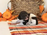 ‘POGO’ - AKC STANDARD POODLE, a male Poodle - Standard  for sale in Atlanta, GA – 3 of 8