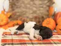 ‘GYPSY’ - AKC STANDARD POODLE, a female Poodle - Standard  for sale in Atlanta, GA – 2 of 7
