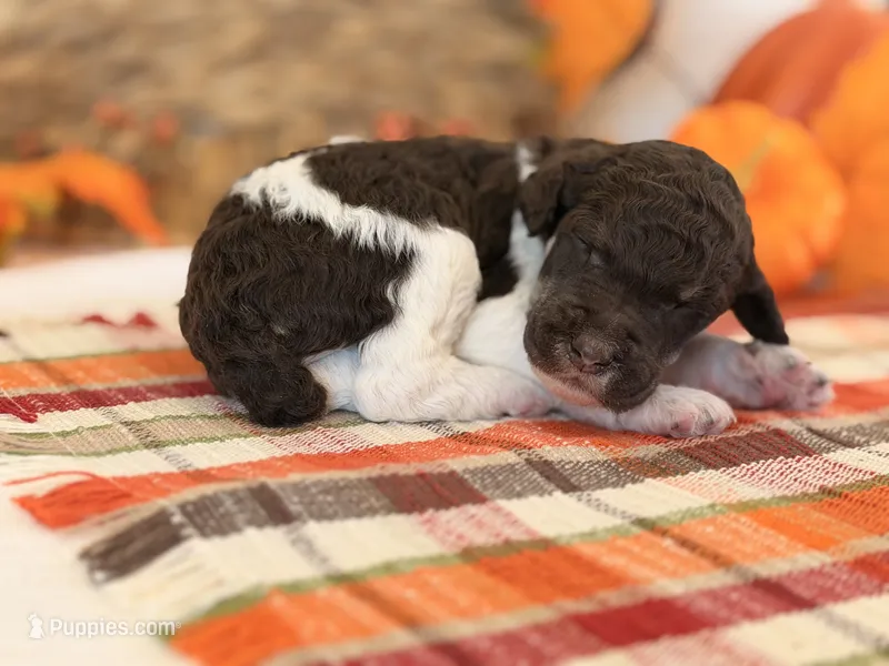 ‘CAROUSEL’ - AKC STANDARD POODLE – Poodle - Standard  puppy for sale in Atlanta, GA