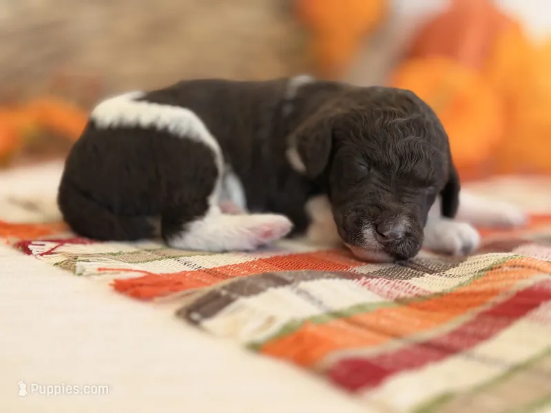 ‘POGO’ - AKC STANDARD POODLE – Poodle - Standard  puppy for sale in Atlanta, GA