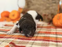 ‘POGO’ - AKC STANDARD POODLE, a male Poodle - Standard  for sale in Atlanta, GA – 5 of 8