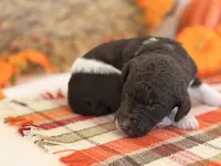 ‘POGO’ - AKC STANDARD POODLE, a male Poodle - Standard  for sale in Atlanta, GA – 6 of 8