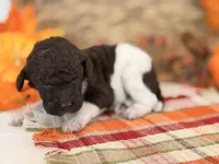 ‘GYPSY’ - AKC STANDARD POODLE, a female Poodle - Standard  for sale in Atlanta, GA – 3 of 7