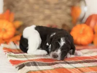 ‘HOAX’ - AKC STANDARD POODLE, a male Poodle - Standard  for sale in Atlanta, GA – 2 of 9