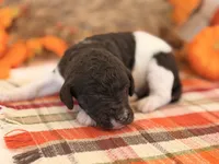 ‘POGO’ - AKC STANDARD POODLE, a male Poodle - Standard  for sale in Atlanta, GA – 4 of 8