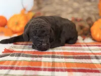 ‘HOUDINI’ - AKC STANDARD POODLE, a male Poodle - Standard  for sale in Atlanta, GA – 4 of 7