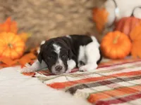 ‘HOAX’ - AKC STANDARD POODLE, a male Poodle - Standard  for sale in Atlanta, GA – 5 of 9