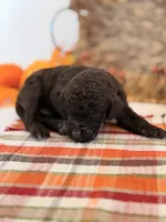 ‘HOUDINI’ - AKC STANDARD POODLE, a male Poodle - Standard  for sale in Atlanta, GA – 5 of 7