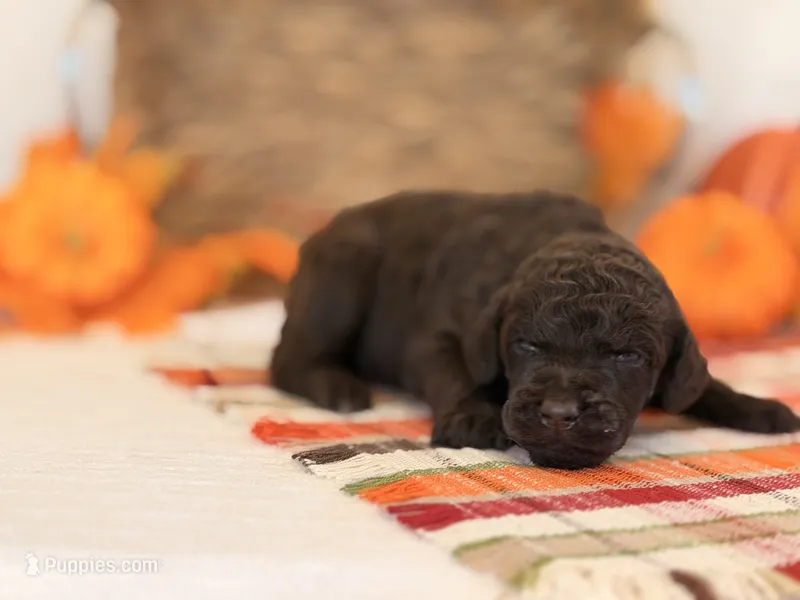 ‘HOUDINI’ - AKC STANDARD POODLE – Poodle - Standard  puppy for sale in Atlanta, GA
