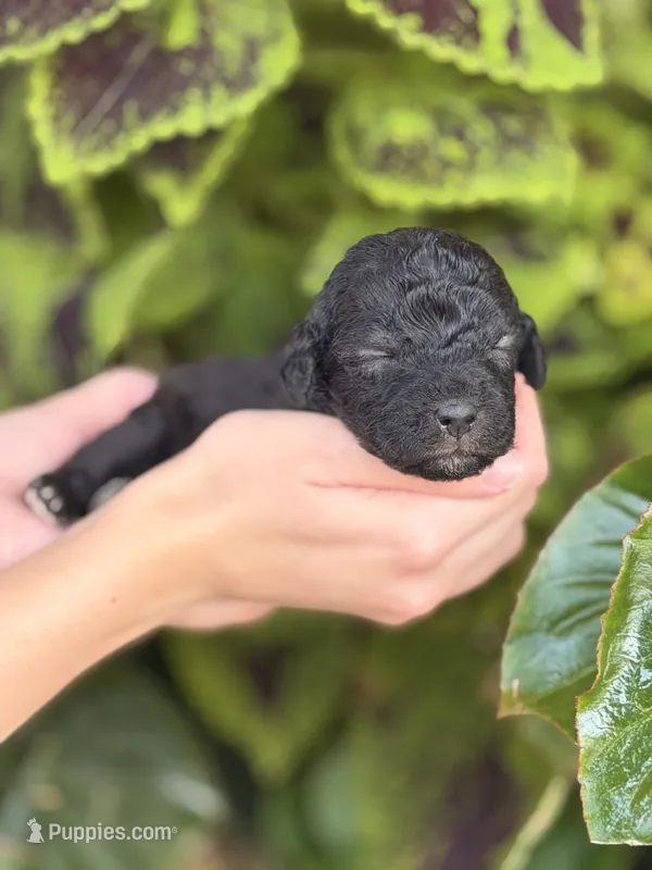 Biscuit – Bedlington Terrier puppy for sale in Atlanta, GA