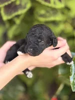 Muffin, a female Bedlington Terrier for sale in Atlanta, GA – 1 of 1