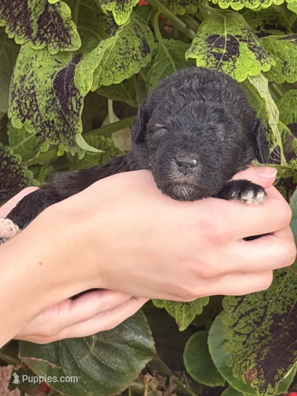 Bagel – Bedlington Terrier puppy for sale in Atlanta, GA