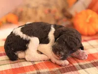 ‘CAROUSEL’ - AKC STANDARD POODLE, a male Poodle - Standard  for sale in Atlanta, GA – 3 of 6